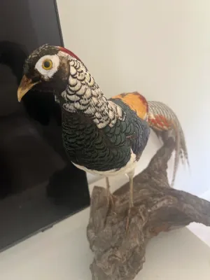 Birds of Prey Falcon Species for Educational Display
