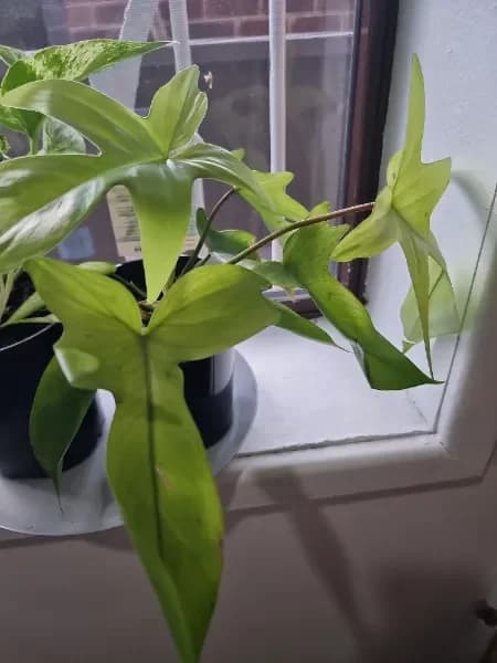 Main product image 2